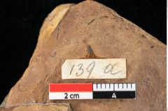 Foto (Detailansicht) von Widdringtonia ungeri Endl. (NHMW-GEO-2024-0188-0139a)
